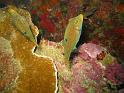 Canthigaster papua